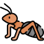 Ants